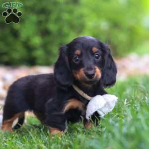 Buddy, Dachshund Puppy